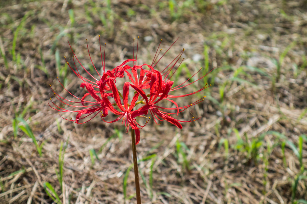 今季初のヒガンバナ