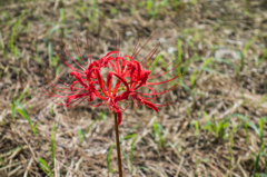 今季初のヒガンバナ