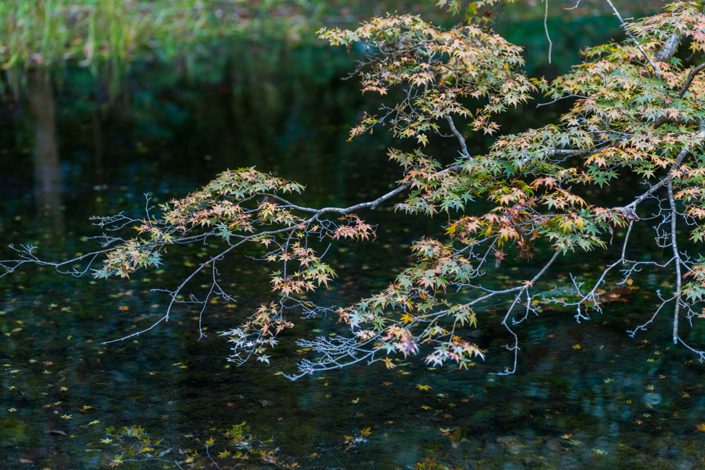 水源のもみじ-2