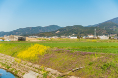 菜の花、レンゲ、麦畑