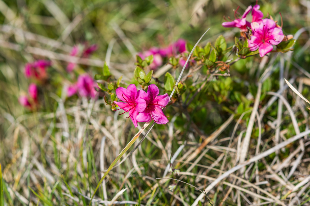 ミヤマキリシマ