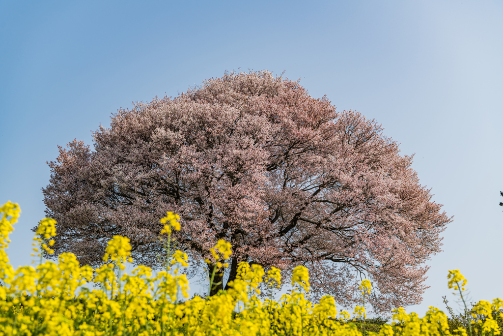 馬場の山桜-4