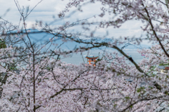 桜の間から大鳥居 桜の間から大鳥居