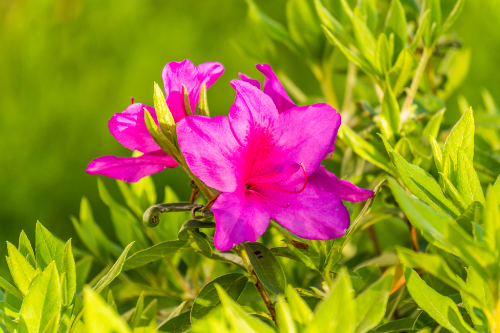 ツツジ開花-2