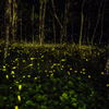林の中のヒメボタル_2021.05.30