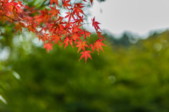 若宮八幡宮奥の紅葉-3