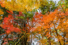 多久若宮八幡宮の紅葉-8