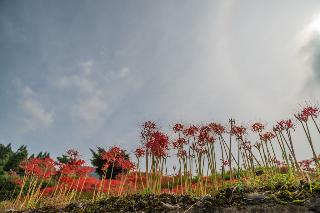 江里山の彼岸花-08