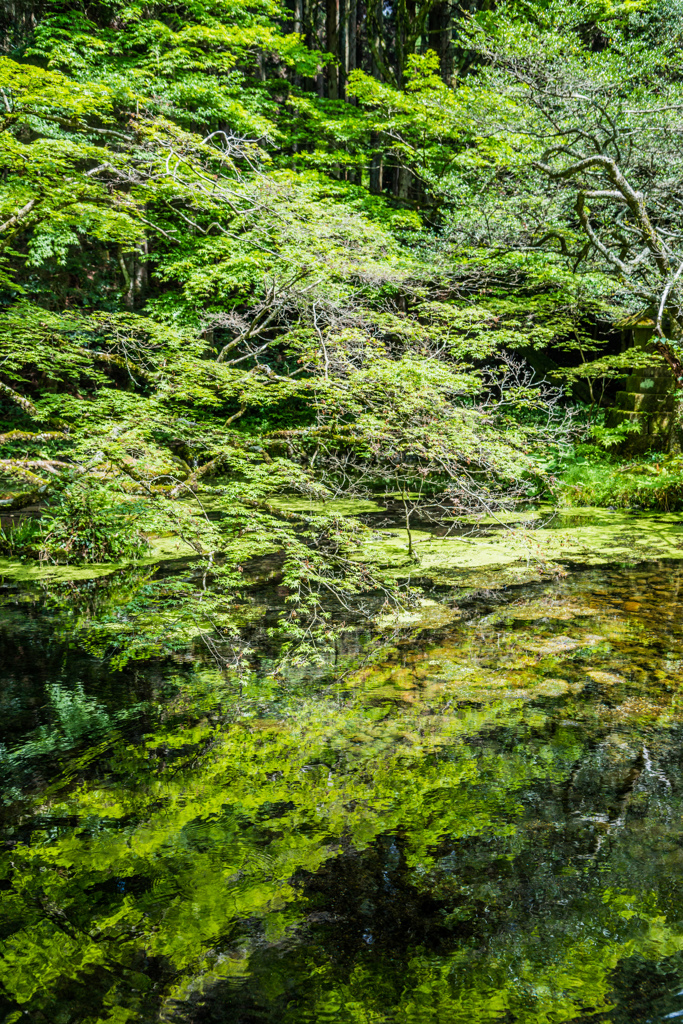 山吹水源-8