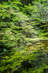 山吹水源-8