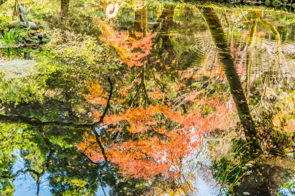 紅葉と波紋