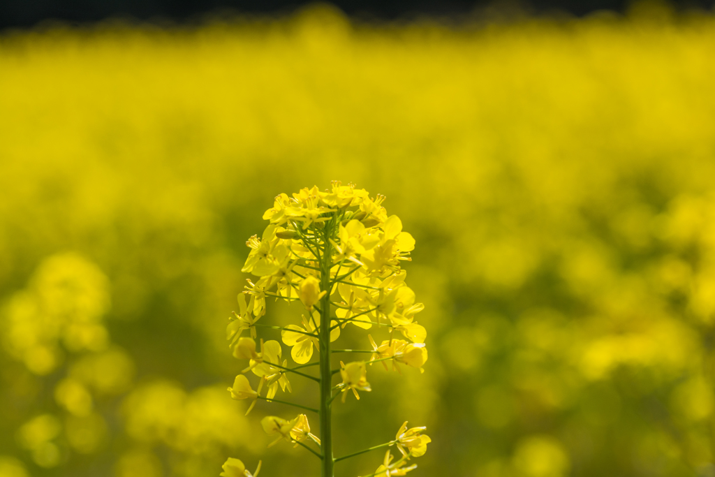 蕨野棚田の菜の花-3