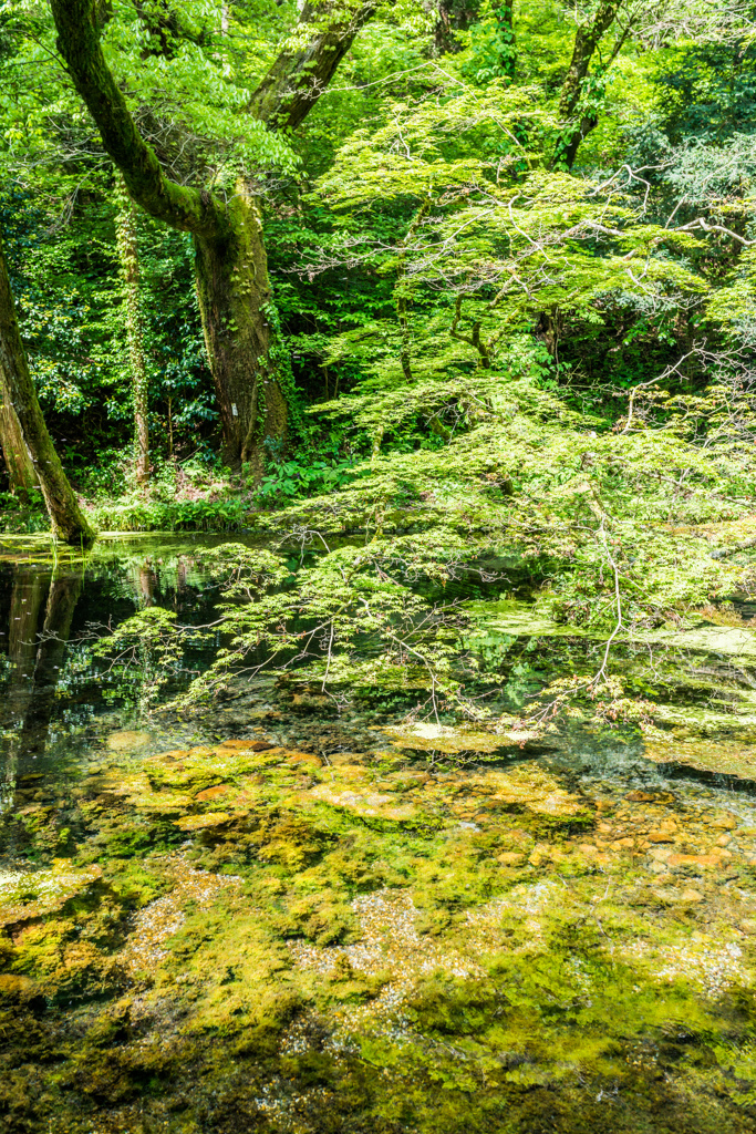 山吹水源-6
