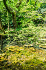山吹水源-6