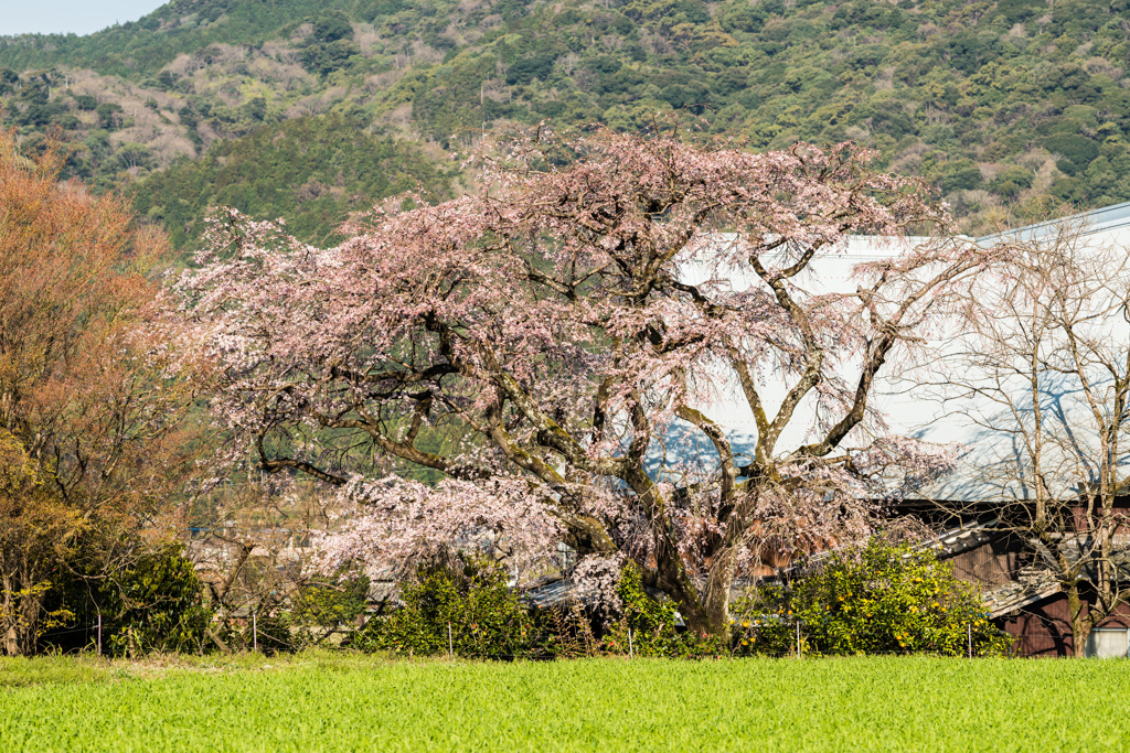 宝珠寺のしだれ桜-2