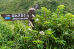 あちこちでノリウツギ