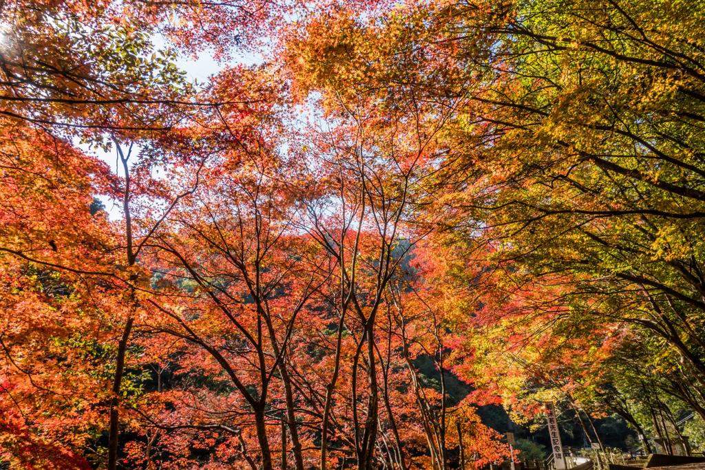 雄渕雌渕の紅葉-3