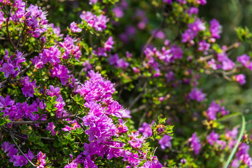 雲仙地獄のミヤマキリシマ-2