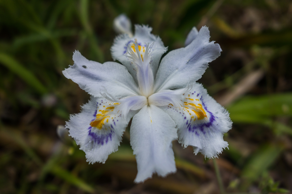 星野村のシャガ-3