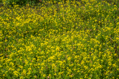 棚田の菜の花