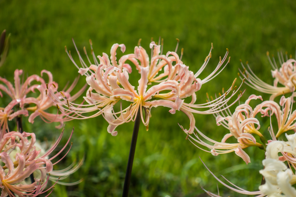 ヒガンバナ-ピンク