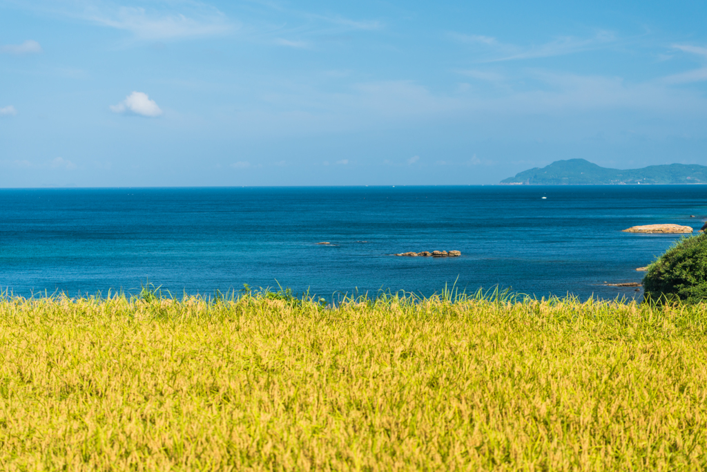 青い海と稲穂