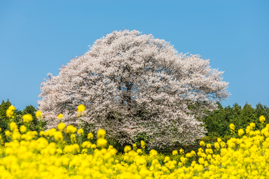 馬場の山桜-12