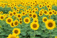ひまわり畑-2