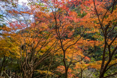 雄淵雌淵の紅葉-6