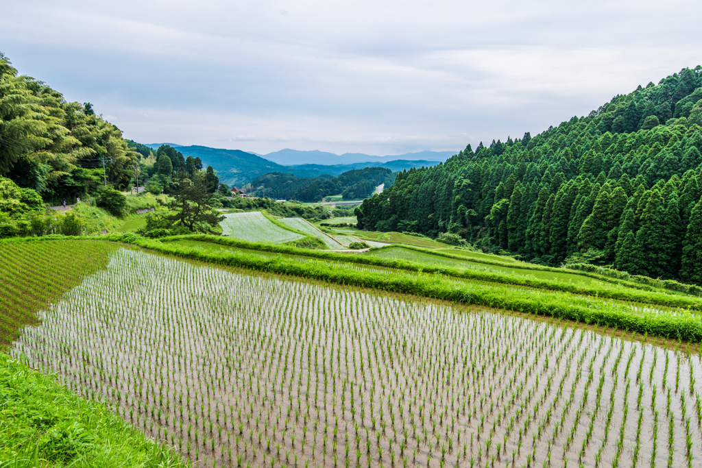 西の谷の棚田-3