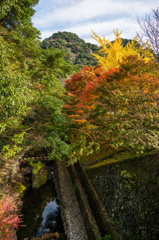 竜門峡-水路脇のモミジ