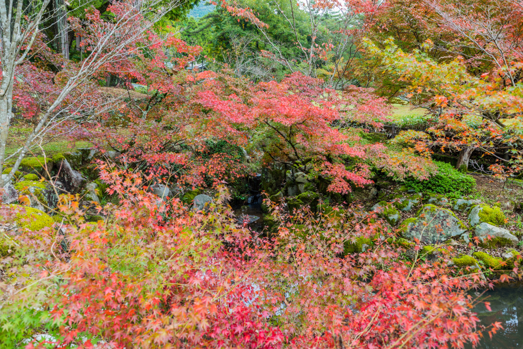 多久聖廟の紅葉-1