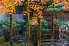 九年庵-主屋裏の紅葉_2014.11.20-2