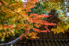 白石神社の紅葉-1