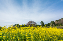 馬場の山桜-三分咲-2