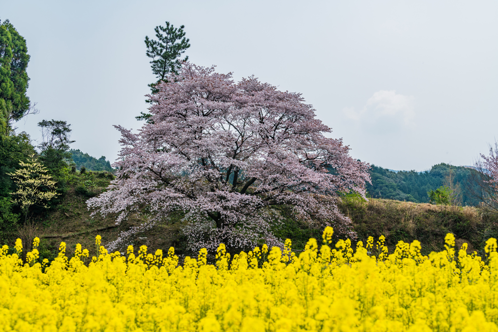 ジラカンス桜-5