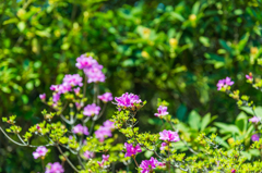 雲仙地獄のミヤマキリシマ-4