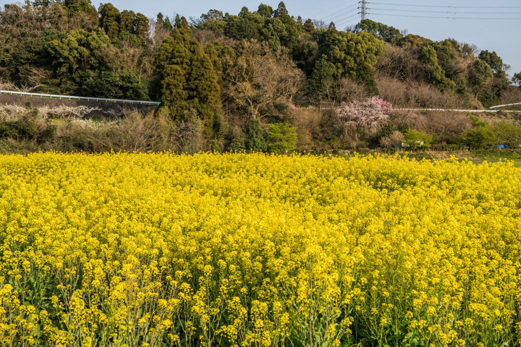 夕暮れの菜の花畑