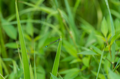 アオモンイトトンボ♂-1