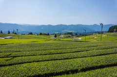 星野村の茶畑-2