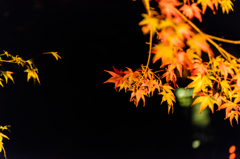 清水竹灯り-浮かび上がる紅葉