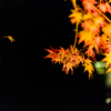 清水竹灯り-浮かび上がる紅葉