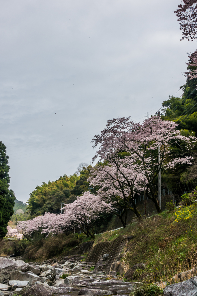 桜街道-上流側