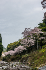 桜街道-上流側