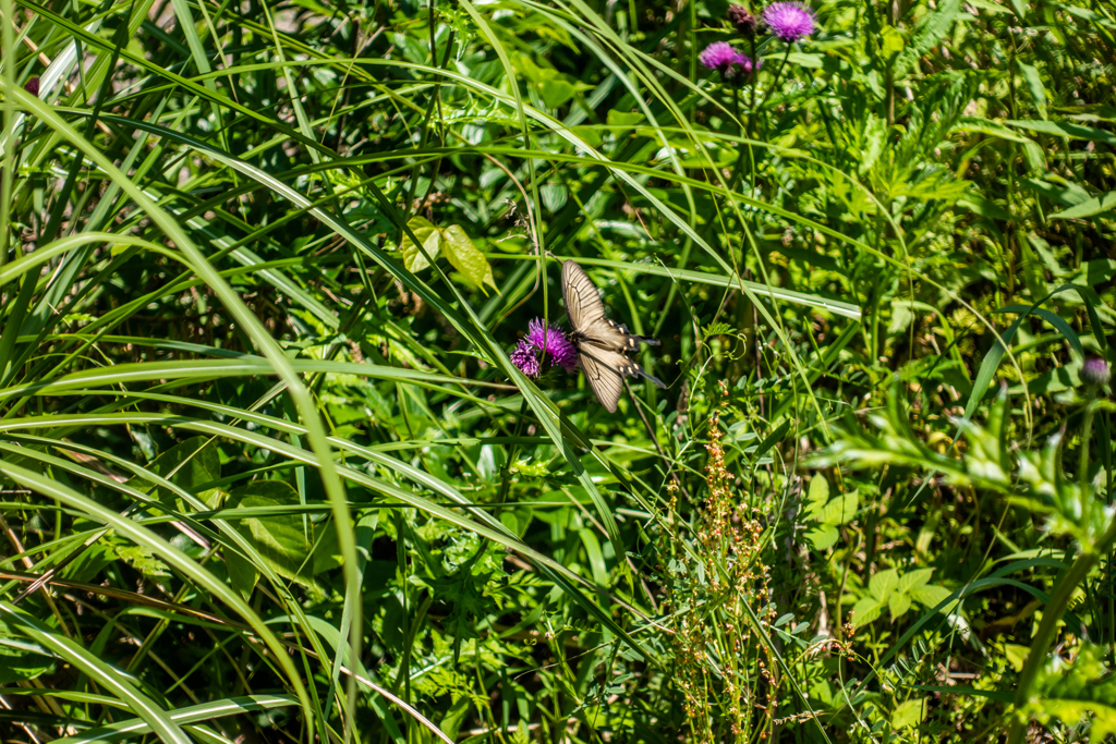 オナガアゲハ