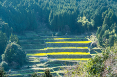 菜の花いっぱいの棚田