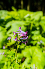 ムラサキケマン