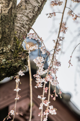ご近所のしだれ桜