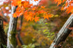 九年庵-入口の紅葉_2014.11.20