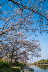 堀端の桜-2